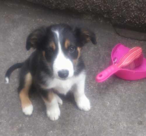 Rolo the Border Collie puppy sitting next to a hot pink dust pan and broom
